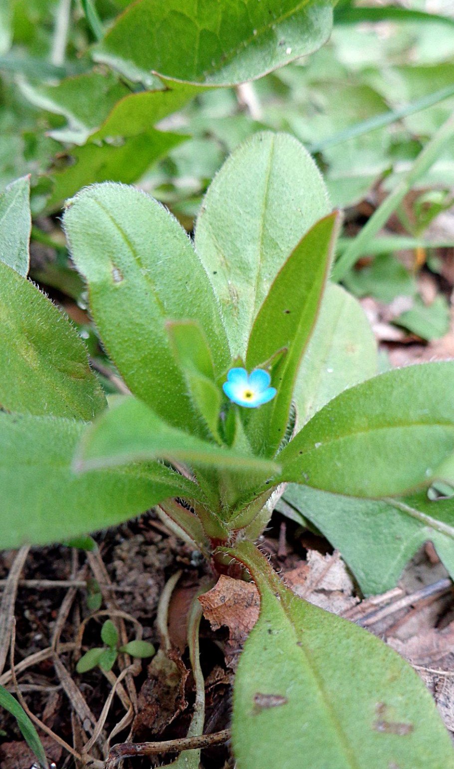 Пупочник весенний omphalodes verna