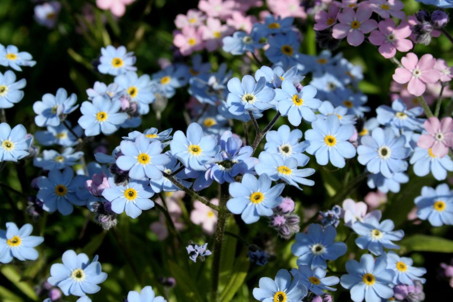 Незабудка альпийская myosotis alpestris