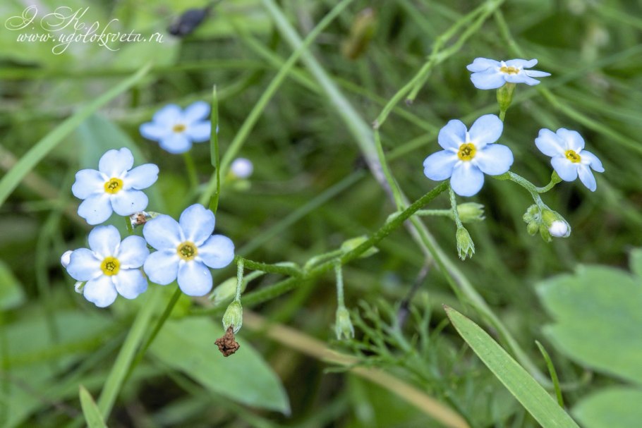 Незабудка Болотная