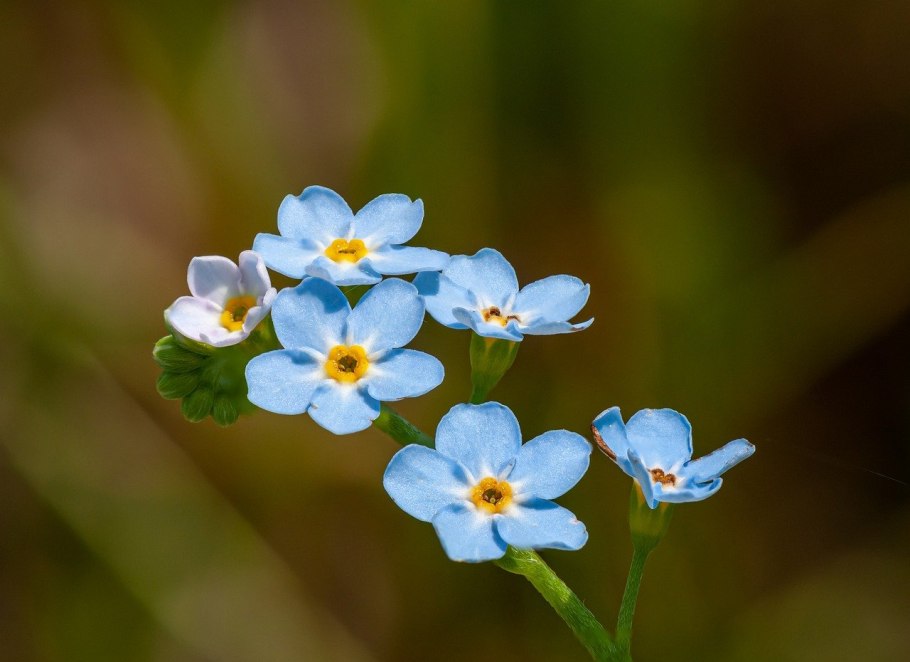 Myosotis Antarctica