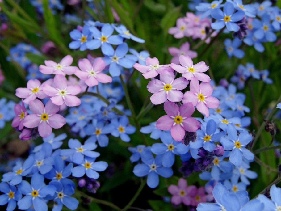 Незабудка альпийская myosotis alpestris