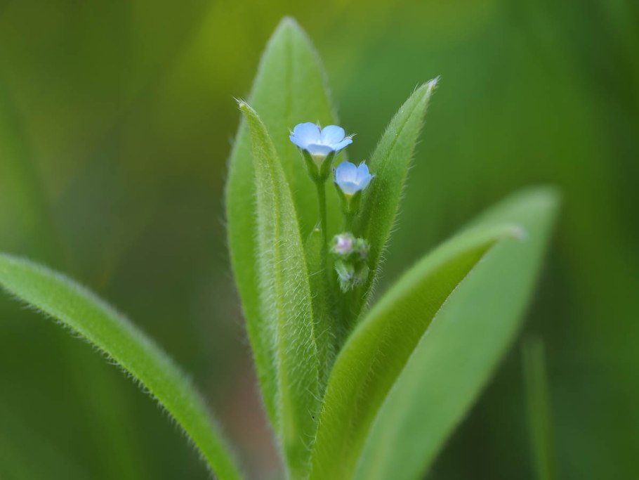 Myosotis imitata