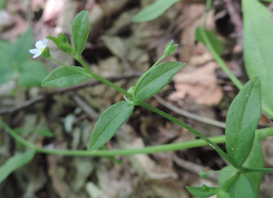Незабудка Болотная Myosotis