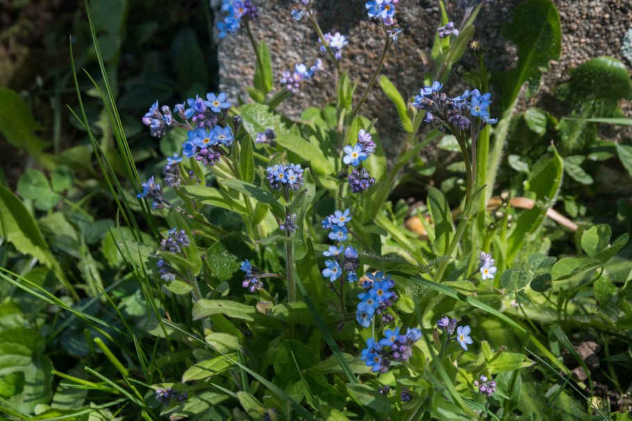 Незабудка полевая (myosotis arvensis (l.) hill)