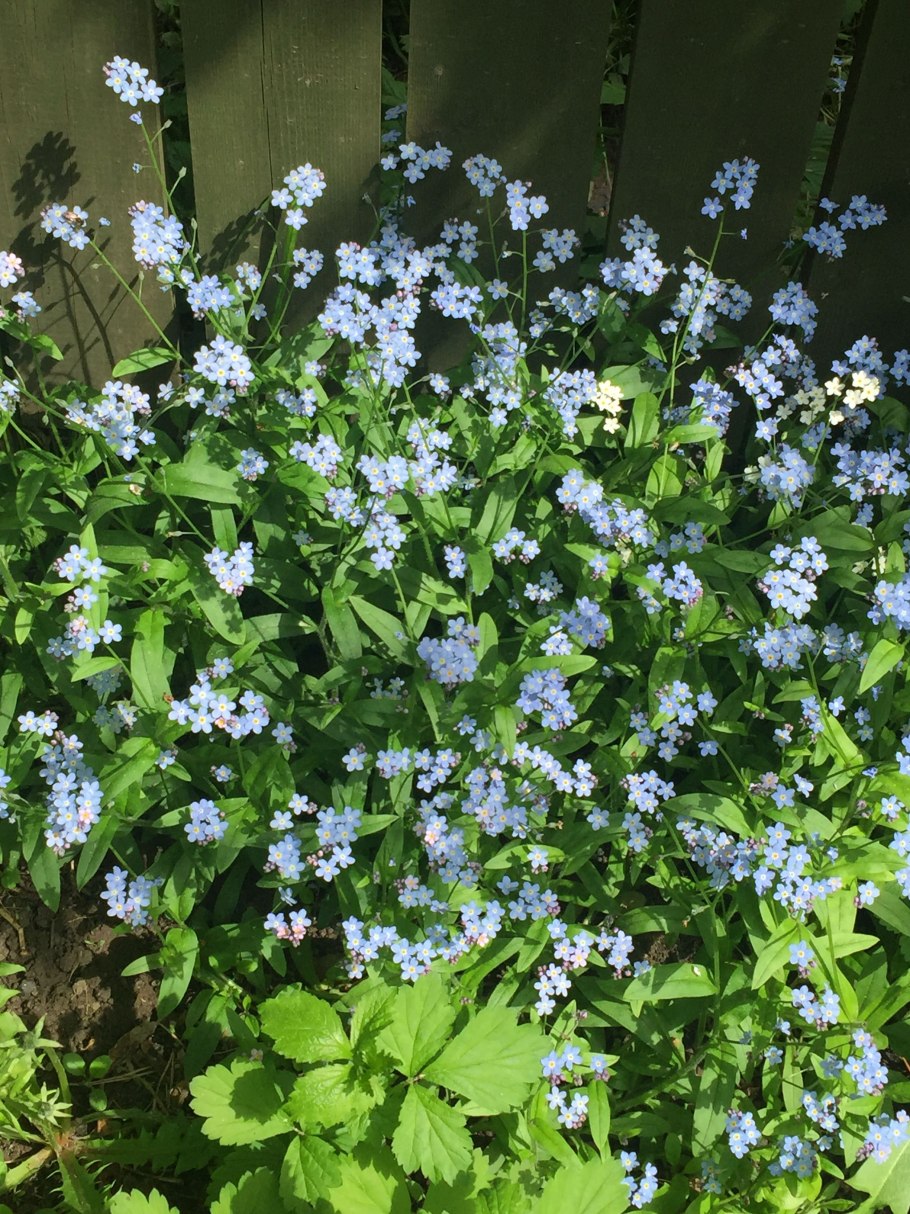 Незабудка редкоцветковая фото