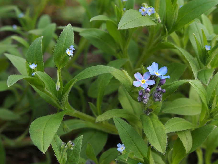 Незабудка Лесная Myosotis sylvatica