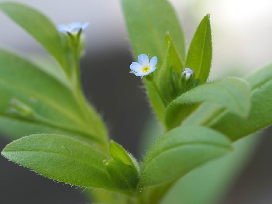 Незабудка редкоцветковая (Myosotis sparsiflora)