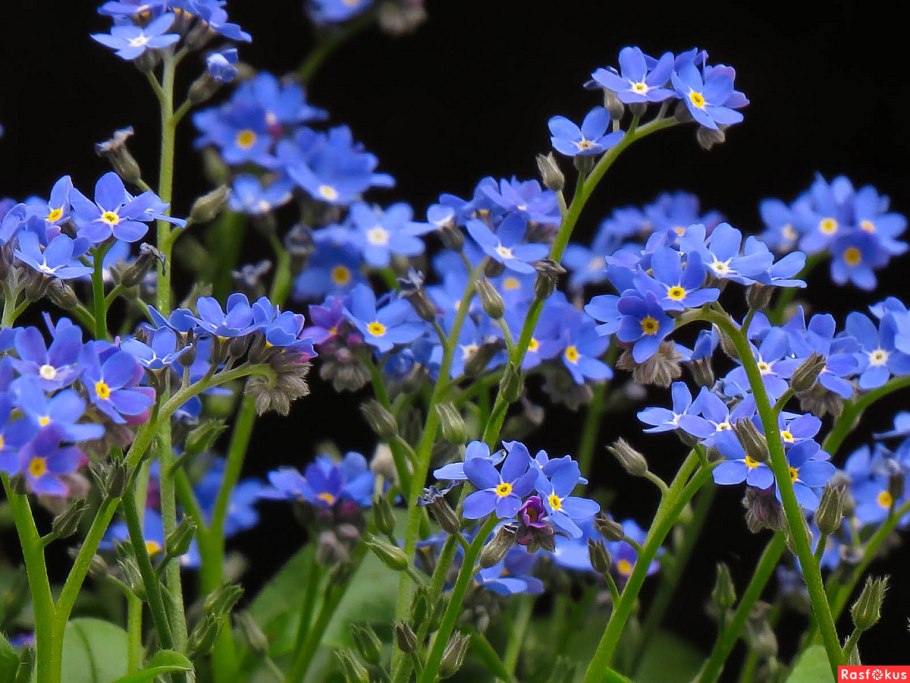 Незабудка чекановского myosotis czekanowskii