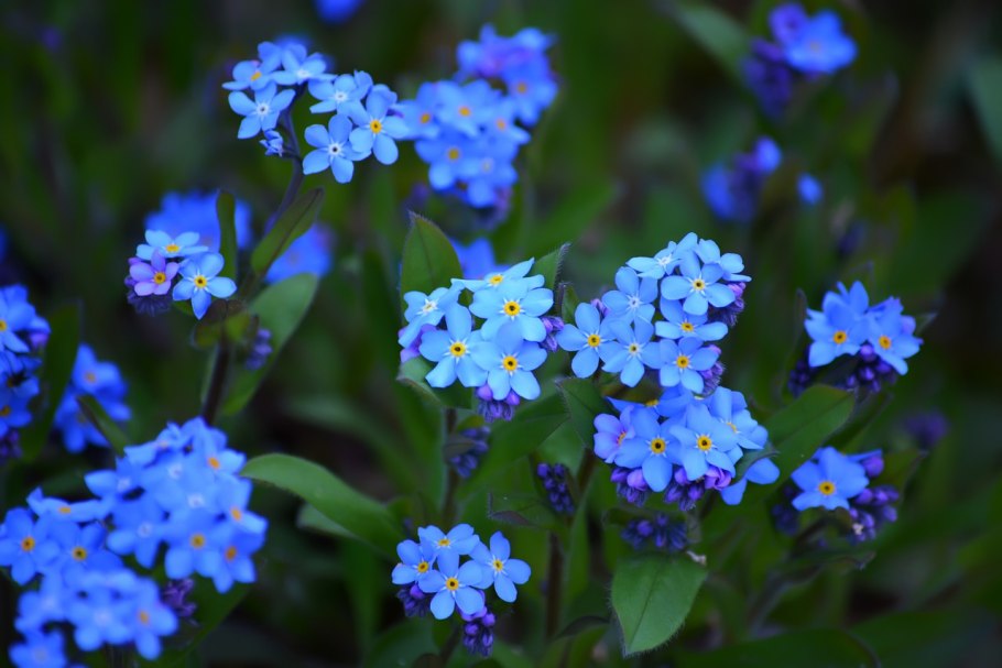 Незабудка Лесная Myosotis sylvatica