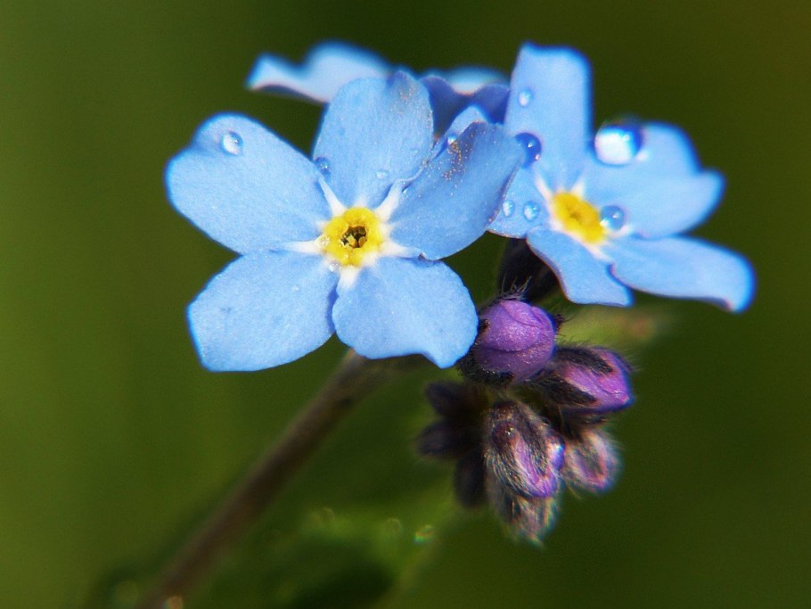 Незабудка альпийская myosotis alpestris