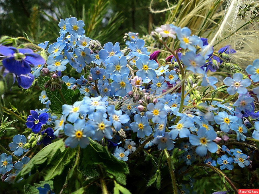 Незабудка Лесная Полянка