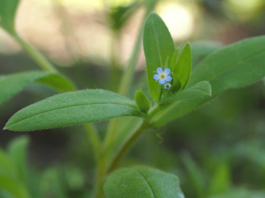 Myosotis sparsiflora