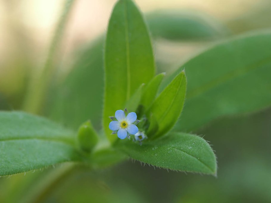 Незабудка редкоцветная