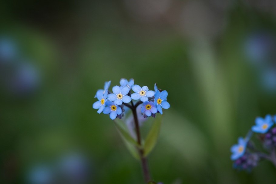 Незабудка мелкоцветковая (myosotis micrantha).