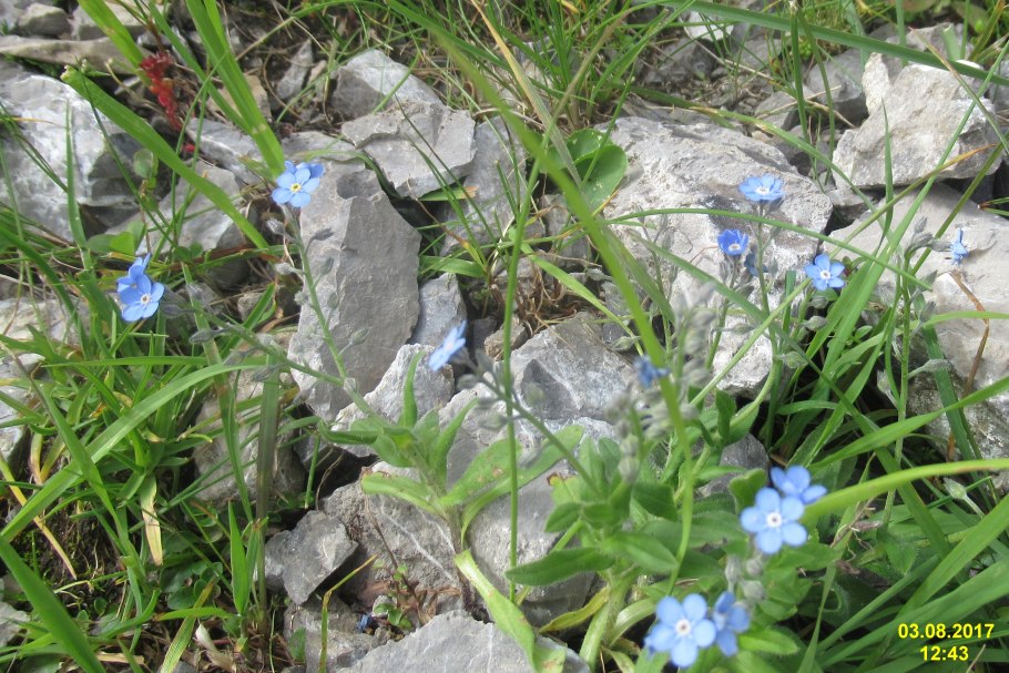 Незабудка голубая