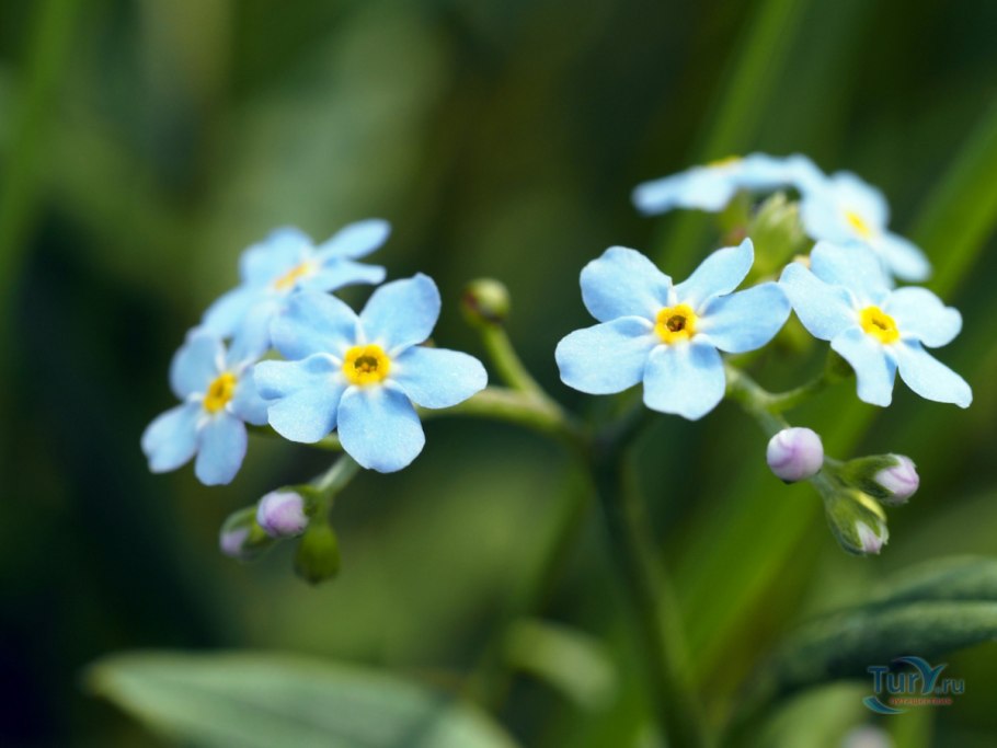 Незабудка полевая myosotis arvensis