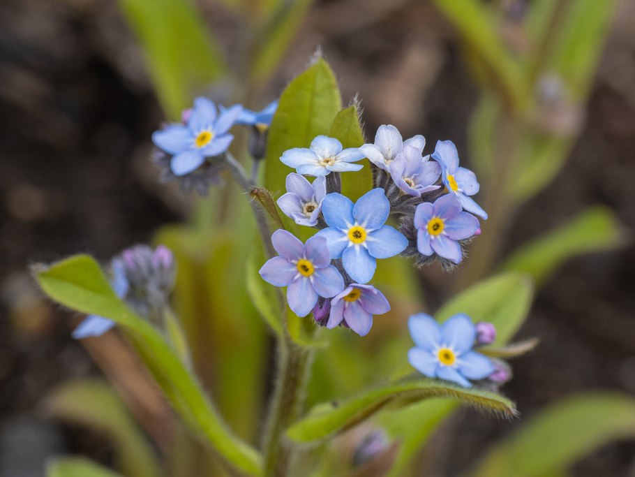 Незабудка полевая (myosotis arvensis (l.) hill)