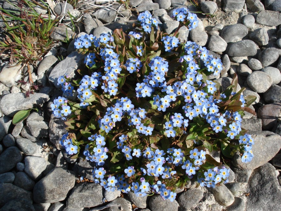 Myosotis rehsteineri