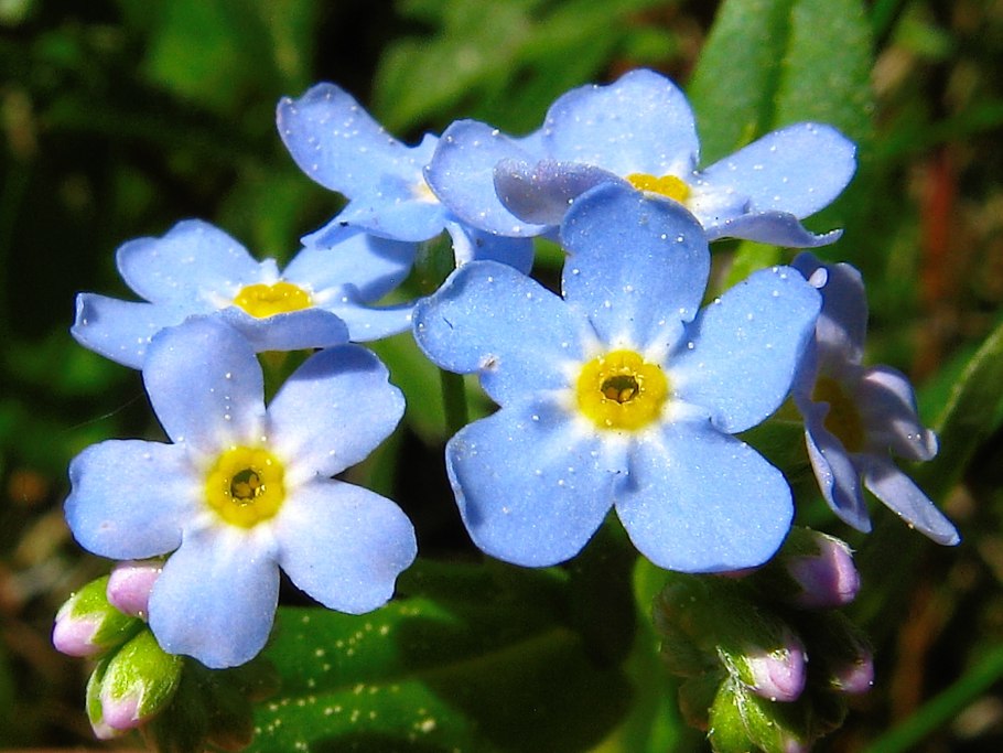 Незабудка болотная myosotis palustris
