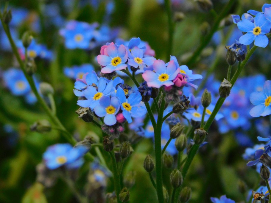 Незабудка редкоцветковая сорняк или нет