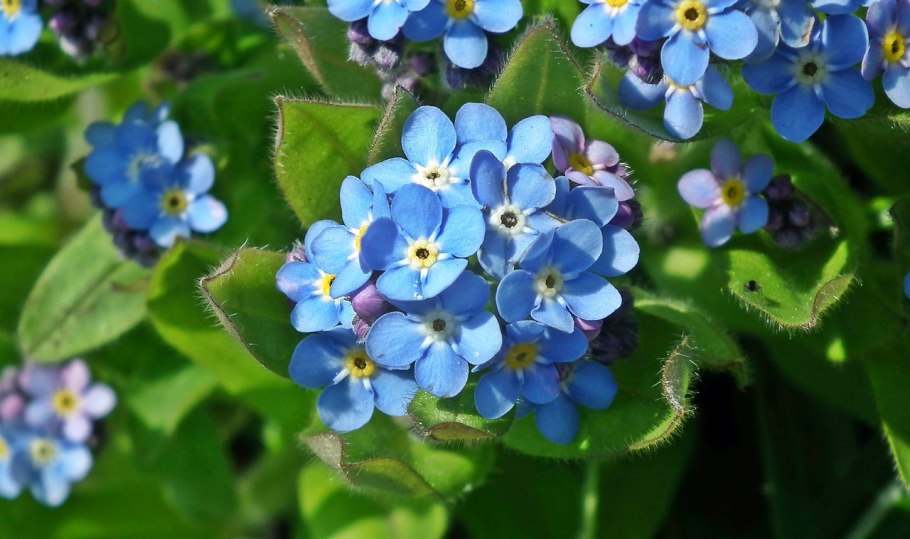 Цветок незабудка