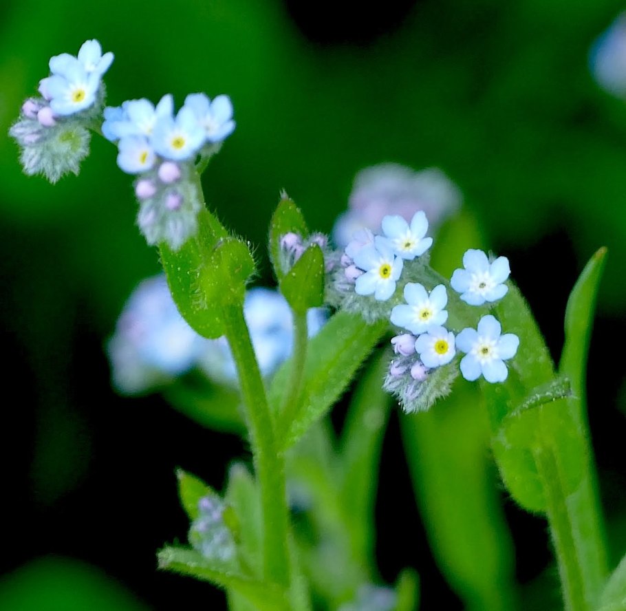 Незабудка полевая myosotis arvensis