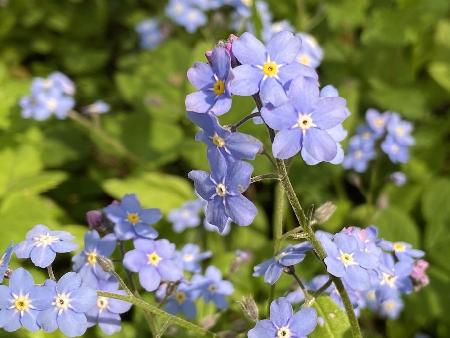 Незабудка Myosotis синяя Сильва