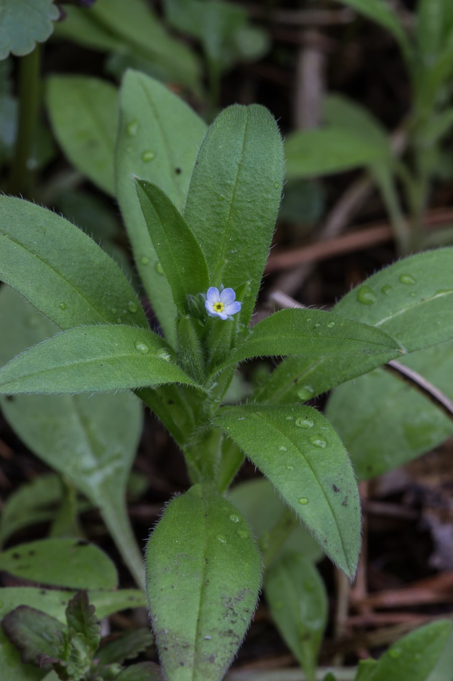 Незабудка редкоцветковая (Myosotis sparsiflora)
