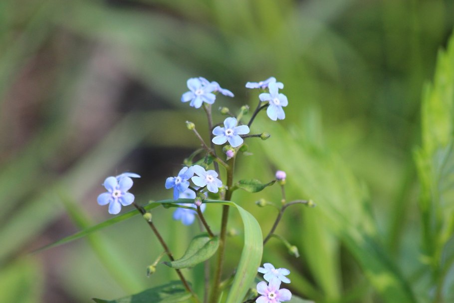Незабудка редкоцветковая растение