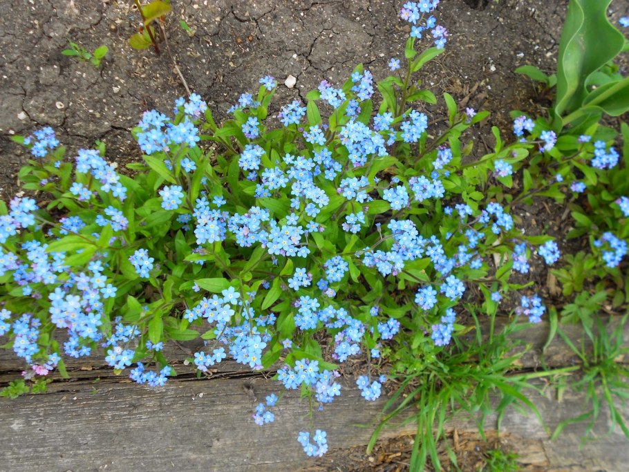 Незабудка Полевая сорняк