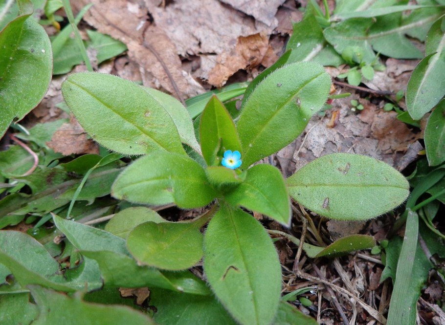 Myosotis sparsiflora