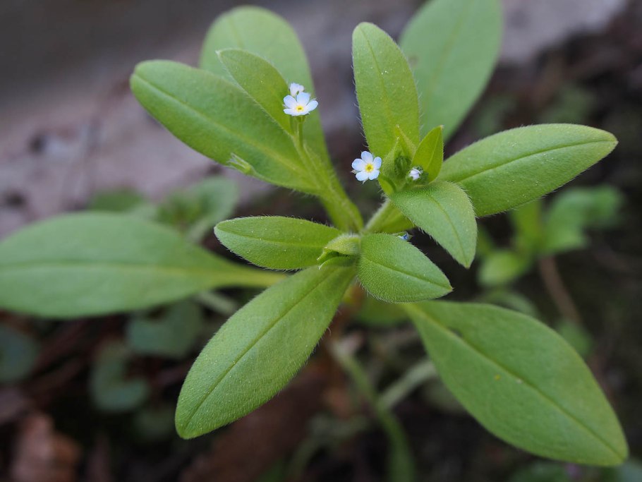 Незабудка Чекановского
