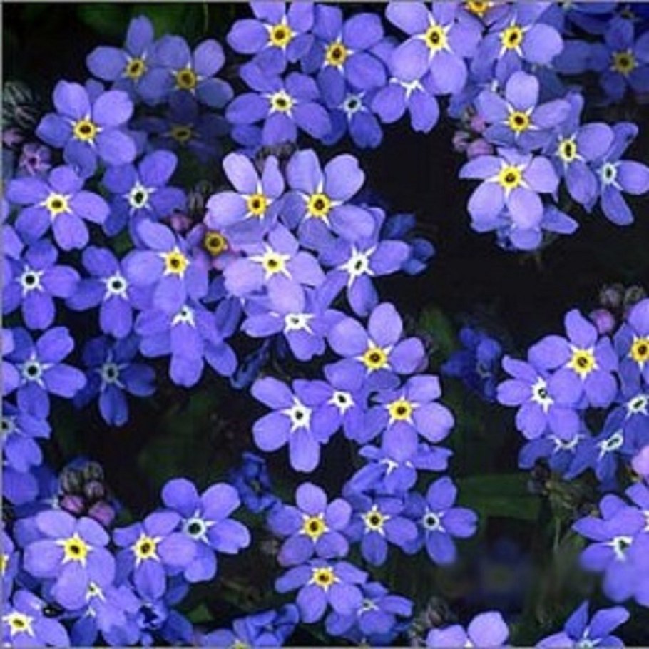 Цветы незабудки