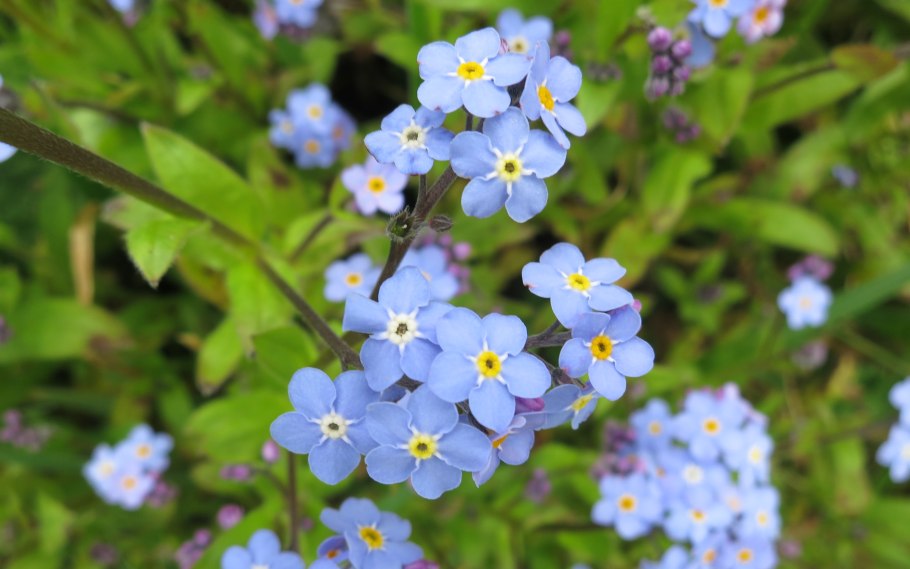 Незабудка альпийская смесь