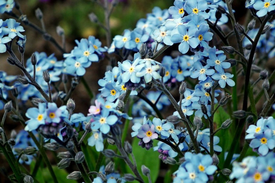 Цветок Myosotis