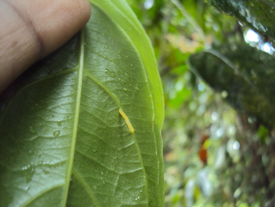 Corollonema Cosmostigma