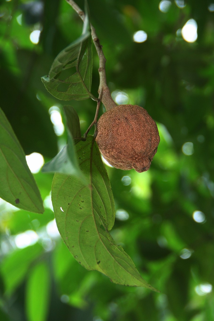 Hydnocarpus pentandrus