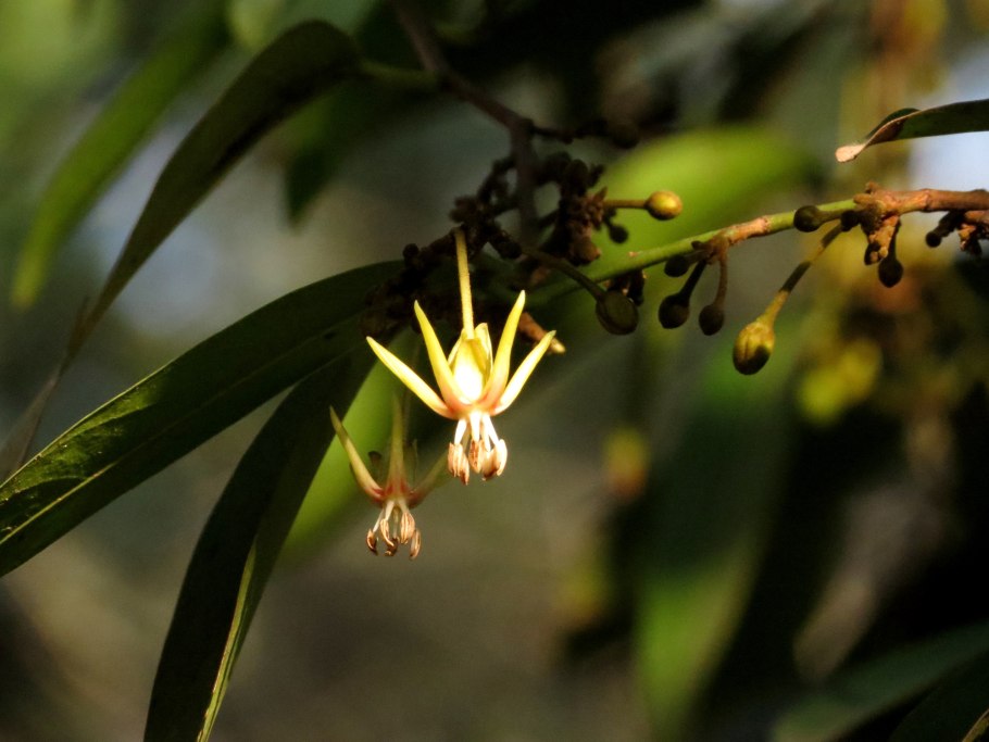 Flacourtiaceae: Dankia