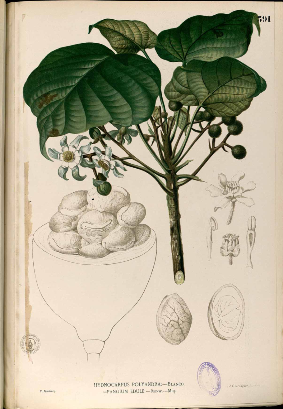 Пангиум съедобный