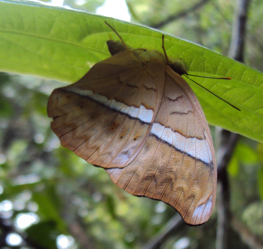 Фрукты которые растут на деревьях