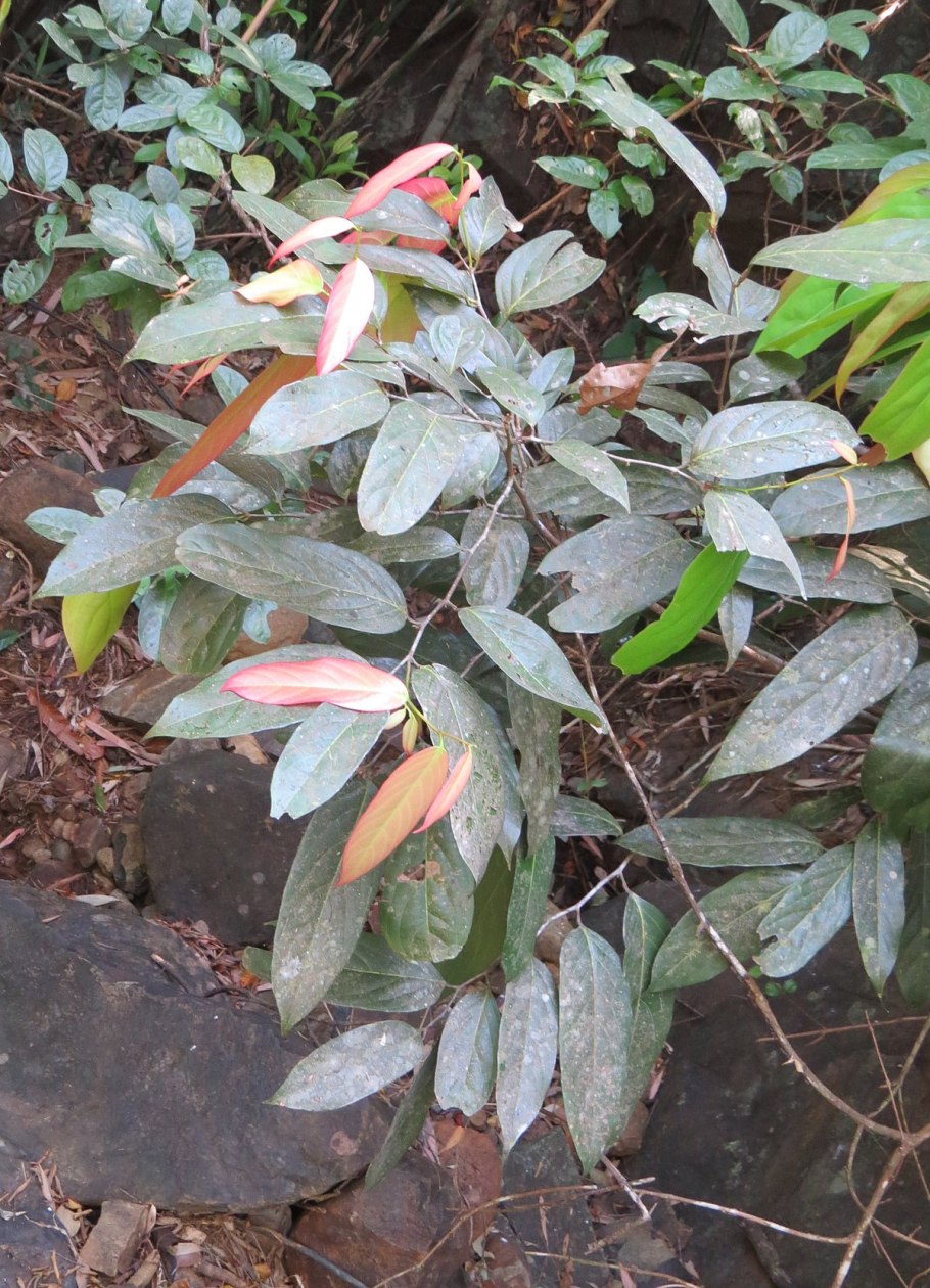 Ангостуровое дерево Википедия