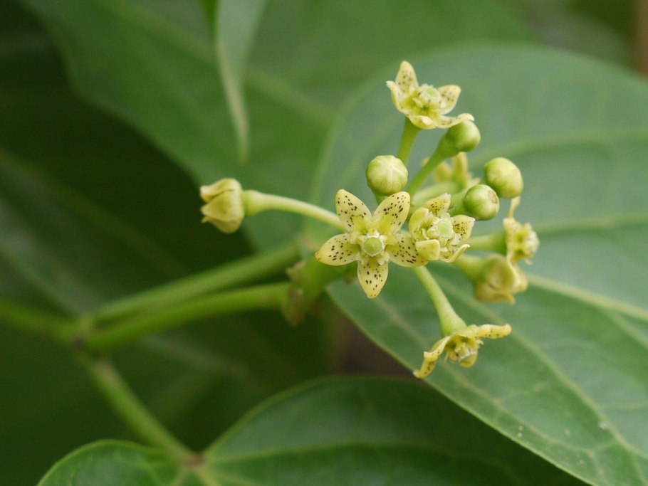 Cosmostigma racemosum