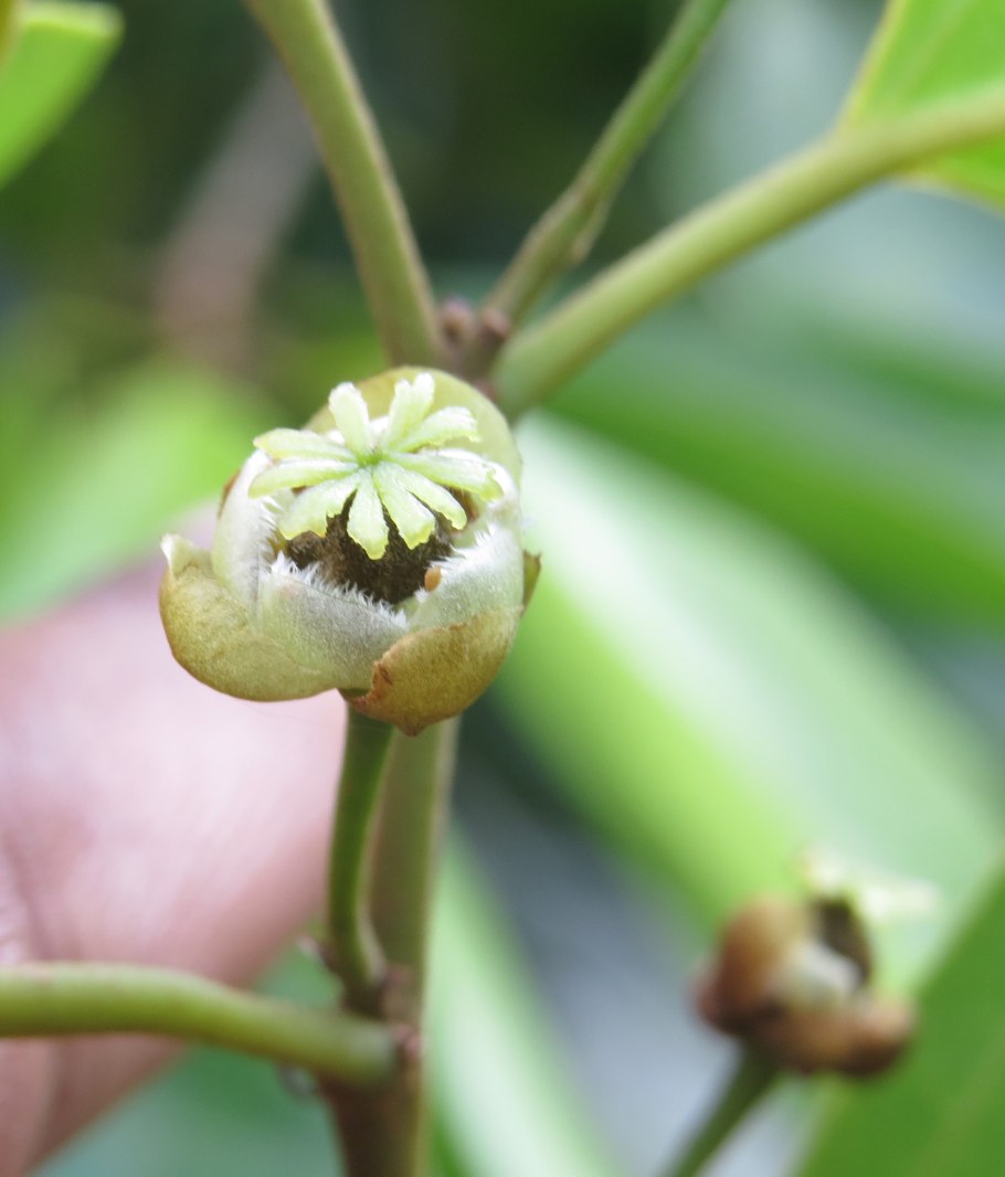 Hydnocarpus pentandrus