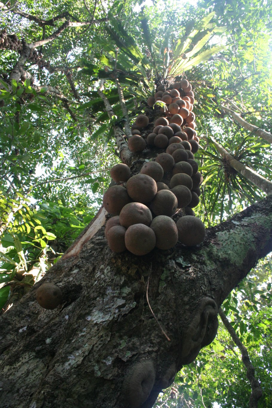 Homalium glandulosum