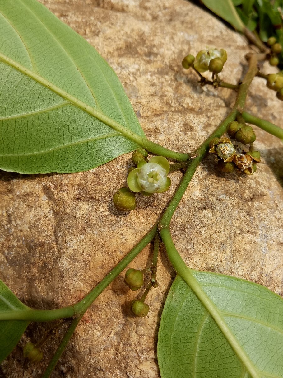 Botanical Garden Hong Kong