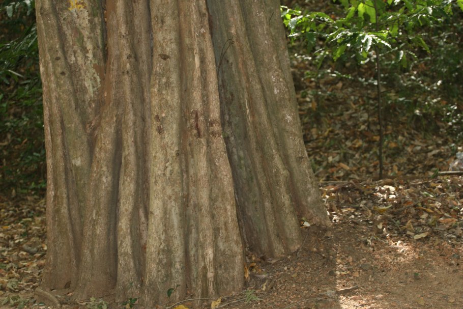 Корица молодой плод рисунок узор