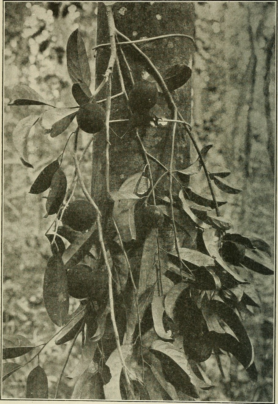 Пангиум съедобный