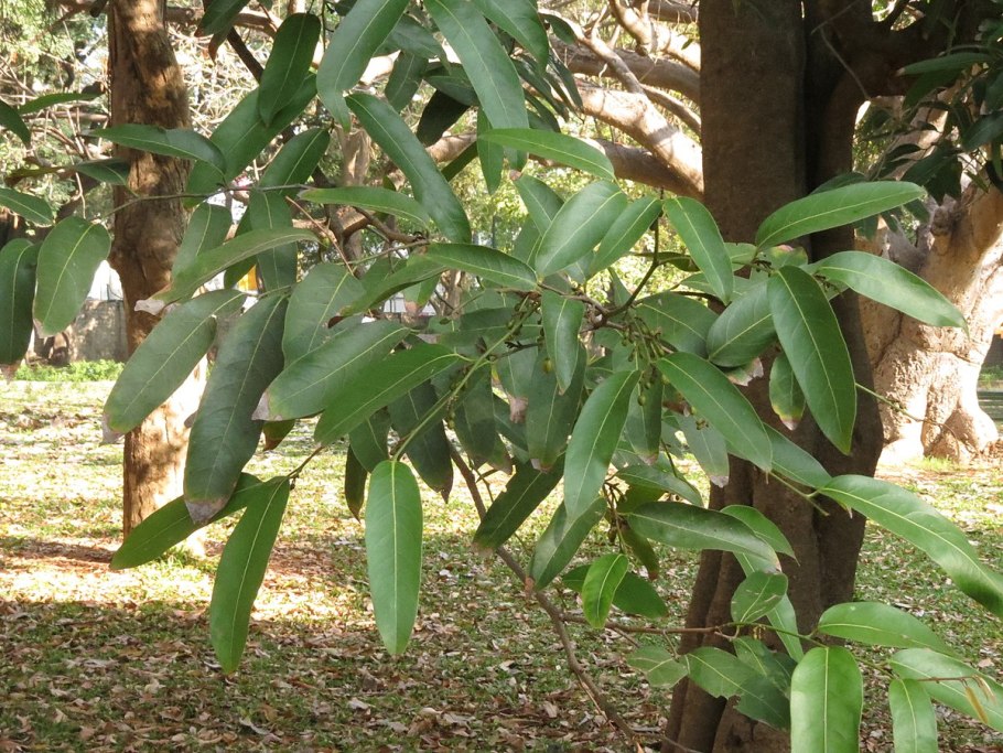 Hydnocarpus alpina