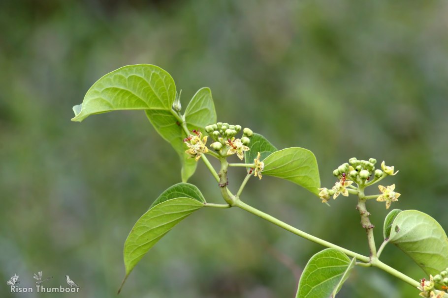 Cosmostigma racemosum