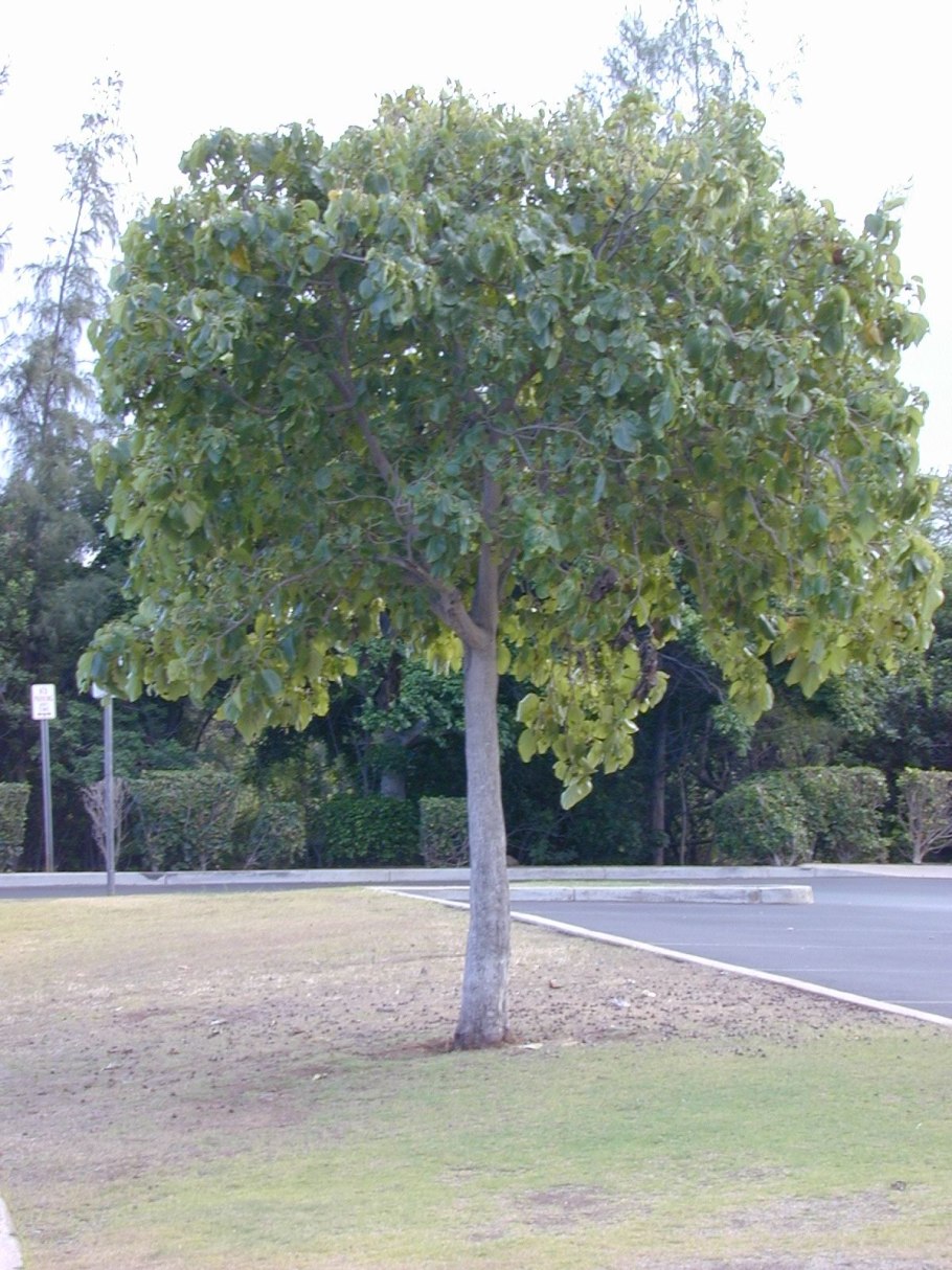 Быстрорастущее дерево павлония